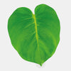 colorful "leaf" reusable macbook sticker tabtag